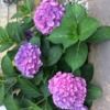 susan_mathews